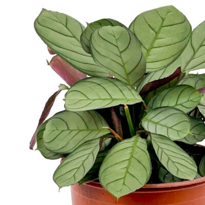 Calathea Ctenanthe - Burle Marxii 'Amagris' 40-60 cm - 2