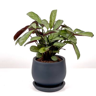 Calathea Ctenanthe - Burle Marxii 'Amagris' Curvy Antrasit Saksılı 30-40 cm - 1