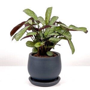 Calathea Ctenanthe - Burle Marxii 'Amagris' Curvy Antrasit Saksılı 30-40 cm - 2