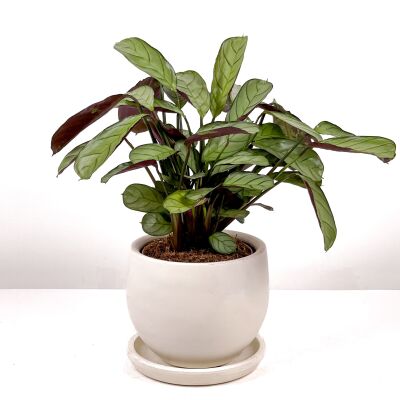 Calathea Ctenanthe - Burle Marxii 'Amagris' Curvy Beyaz Saksılı 30-40 cm - 1