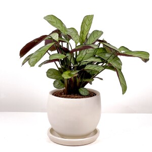 Calathea Ctenanthe - Burle Marxii 'Amagris' Curvy Beyaz Saksılı 30-40 cm - 2