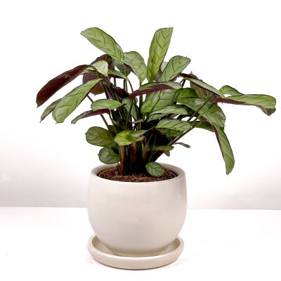 Calathea Ctenanthe - Burle Marxii 'Amagris' Curvy Beyaz Saksılı 30-40 cm - 2