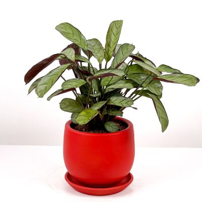 Calathea Ctenanthe - Burle Marxii 'Amagris' Curvy Kırmızı Saksılı 30-40 cm - 1