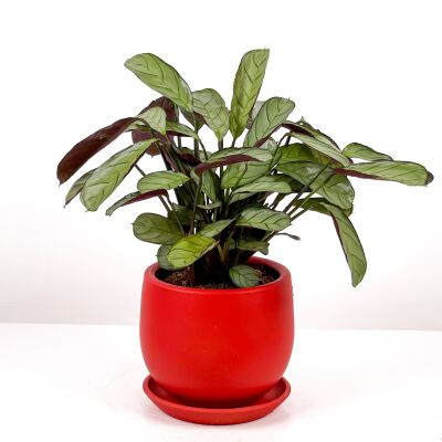 Calathea Ctenanthe - Burle Marxii 'Amagris' Curvy Kırmızı Saksılı 30-40 cm - 2