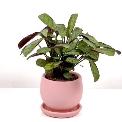 Calathea Ctenanthe - Burle Marxii 'Amagris' Curvy Pembe Saksılı 30-40 cm - 1