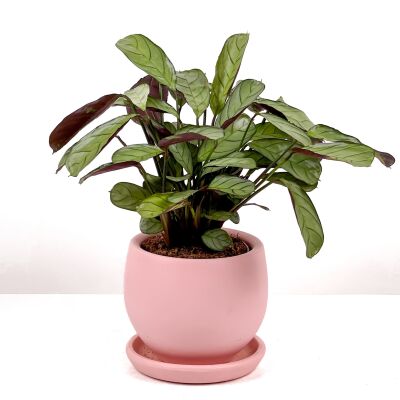 Calathea Ctenanthe - Burle Marxii 'Amagris' Curvy Pembe Saksılı 30-40 cm - 2