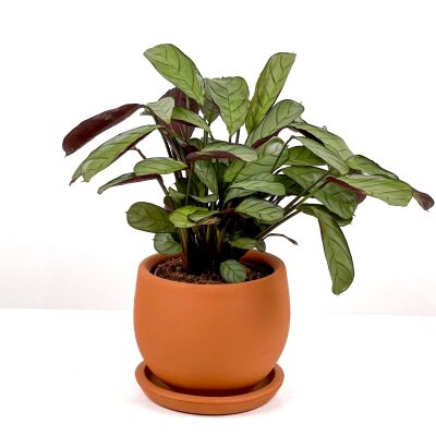 Calathea Ctenanthe - Burle Marxii 'Amagris' Curvy Terra Cotta Saksılı 30-40 cm - 1