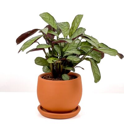 Calathea Ctenanthe - Burle Marxii 'Amagris' Curvy Terra Cotta Saksılı 30-40 cm - 2