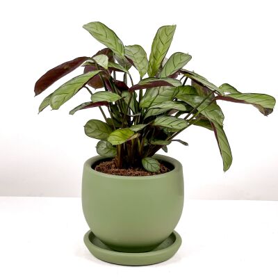 Calathea Ctenanthe - Burle Marxii 'Amagris' Curvy Yeşil Saksılı 30-40 cm - 1