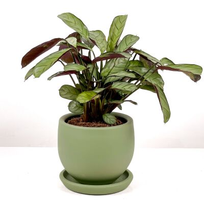 Calathea Ctenanthe - Burle Marxii 'Amagris' Curvy Yeşil Saksılı 30-40 cm - 2