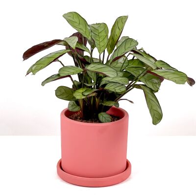 Calathea Ctenanthe - Burle Marxii 'Amagris' Ruby Pembe Saksılı 30-40 cm - 1