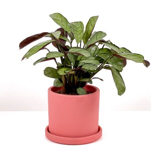 Calathea Ctenanthe - Burle Marxii 'Amagris' Ruby Pembe Saksılı 30-40 cm - 2