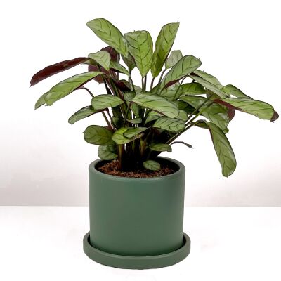 Calathea Ctenanthe - Burle Marxii 'Amagris' Ruby Yeşil Saksılı 30-40 cm - 1