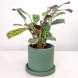 Calathea Ctenanthe Burle-Marxii Ruby Mint Yeşili Saksılı - Fidan Burada