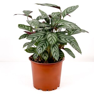 Calathea Ctenanthe Compactstar 40-60cm - Fidan Burada