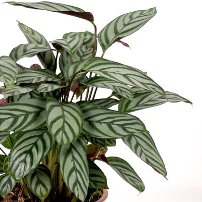 Calathea Ctenanthe Compactstar 40-60cm - 2