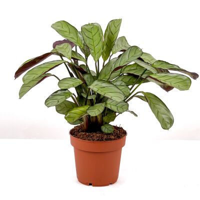 Calathea Ctenanthe - Burle Marxii 'Amagris' 30-40 cm - 1