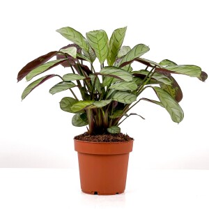 Calathea Ctenanthe - Burle Marxii 'Amagris' 30-40 cm - 2