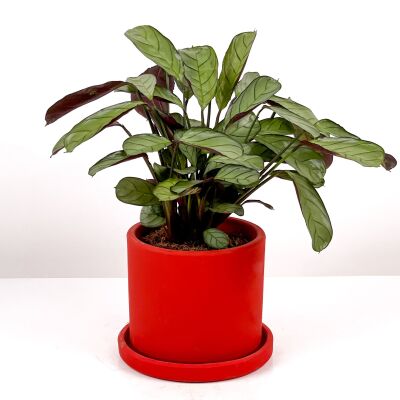 Calathea Ctenanthe - Burle Marxii 'Amagris' Ruby Kırmızı Saksılı 30-40 cm - 1