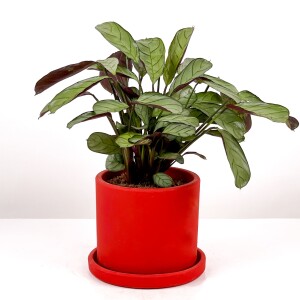 Calathea Ctenanthe - Burle Marxii 'Amagris' Ruby Kırmızı Saksılı 30-40 cm - 2