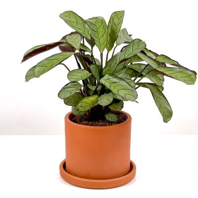 Calathea Ctenanthe - Burle Marxii 'Amagris' Ruby Terra Cotta Saksılı 30-40 cm - 1