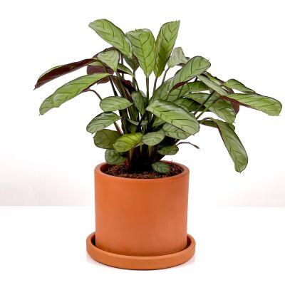 Calathea Ctenanthe - Burle Marxii 'Amagris' Ruby Terra Cotta Saksılı 30-40 cm - 2