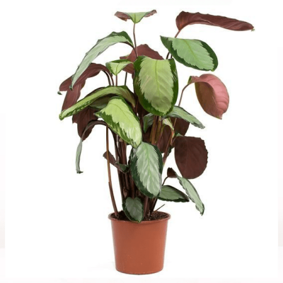 Calathea Picturata Argenta 80-100 cm - 1