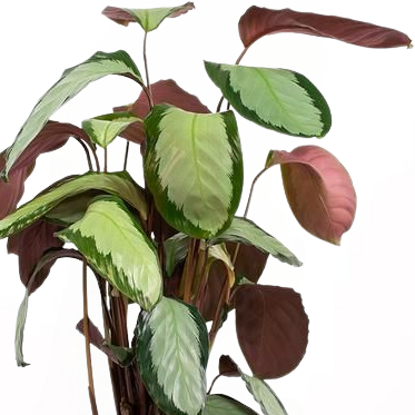 Calathea Picturata Argenta 80-100 cm - 2