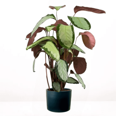 Calathea Picturata Argenta Ruby Antrasit Saksılı 80-100 cm - 1