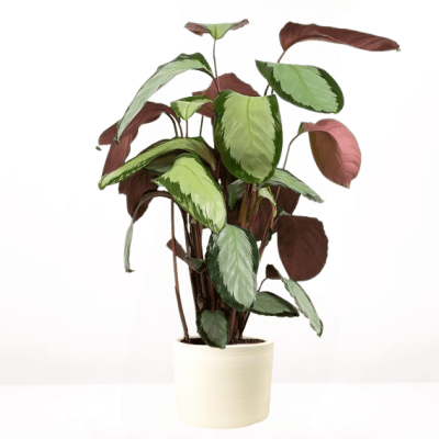 Calathea Picturata Argenta Ruby Beyaz Saksılı 80-100 cm - 1