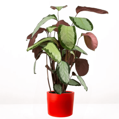 Calathea Picturata Argenta Ruby Kırmızı Saksılı 80-100 cm - 1