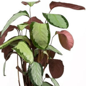 Calathea Picturata Argenta Ruby Kırmızı Saksılı 80-100 cm - 2