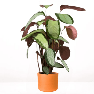 Calathea Picturata Argenta Ruby Terra Cotta Saksılı 80-100 cm - 1