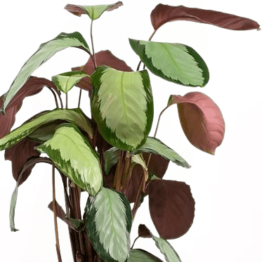 Calathea Picturata Argenta Ruby Terra Cotta Saksılı 80-100 cm - 2