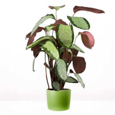 Calathea Picturata Argenta Ruby Yeşil Saksılı 80-100 cm - 1