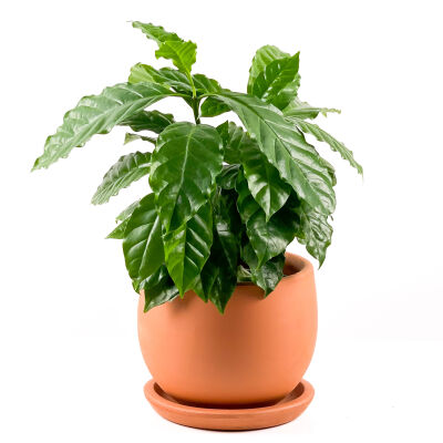 Coffea Arabiaca-Kahve Ağacı - Curvy Terra Cotta Saksılı 30-40cm - 1