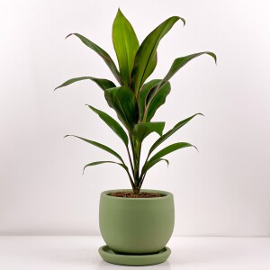 Cordyline Fruticosa 'Geraldo' - Kordilin Curvy Yeşil Saksılı - 1