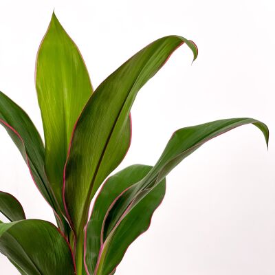 Cordyline Fruticosa 'Geraldo' - Kordilin Curvy Yeşil Saksılı - 2