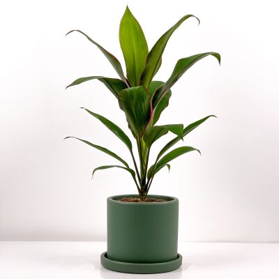 Cordyline Fruticosa 'Geraldo' - Kordilin Ruby Yeşil Saksılı - 1