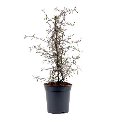 Corokia Cotoneaster - 1