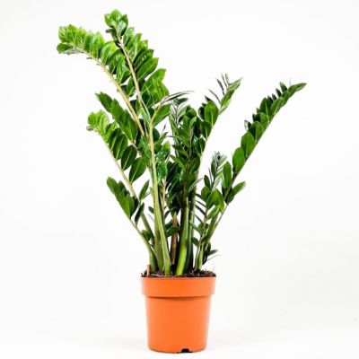 Zamia Bitkisi - Zamioculcas 80 - 100 cm - 1