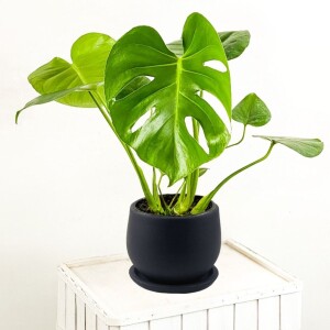 Deve Tabanı Antrasit Curvy Saksılı 30-40cm - Monstera Deliciosa - Fidan Burada