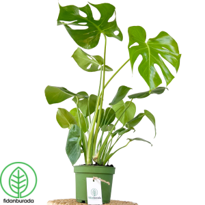 Deve Tabanı Bitkisi - Monstera -40-60cm - Fidan Burada