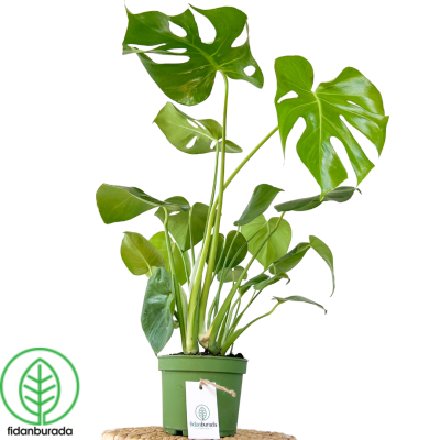 Deve Tabanı Bitkisi - Monstera -40-60cm - 1