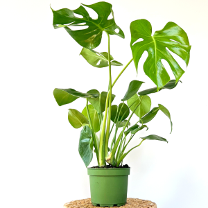 Deve Tabanı Bitkisi - Monstera Deliciosa-40-60cm - 2