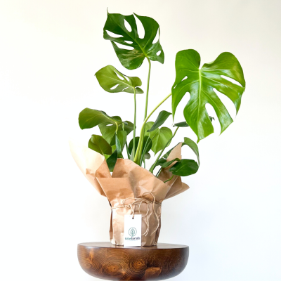 Deve Tabanı Bitkisi - Monstera Deliciosa-40-60cm - 1