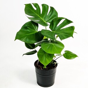 Deve Tabanı Bitkisi - Monstera Deliciosa -50-60 Cm Dekoratif Saksılı - Fidan Burada