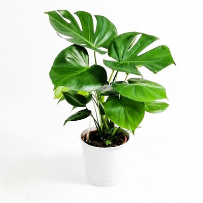 Deve Tabanı Bitkisi - Monstera Deliciosa -50-60 Cm Dekoratif Saksılı - 4