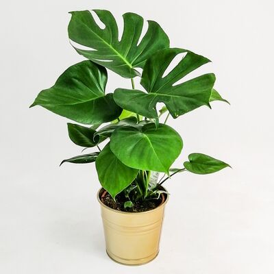 Deve Tabanı Bitkisi - Monstera Deliciosa -50-60 Cm Dekoratif Saksılı - 2