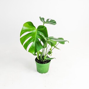 Deve Tabanı Bitkisi - Monstera Deliciosa-İthal 40-50 Cm-çiçek sepeti için - 2